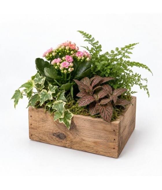 Centro de plantas naturales en caja de madera · Pequeño