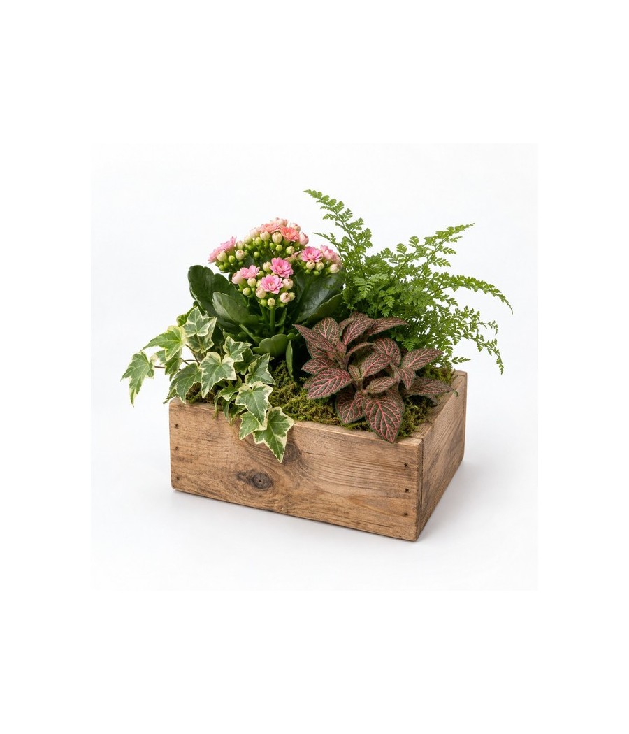 Centro de plantas naturales en caja de madera · Pequeño
