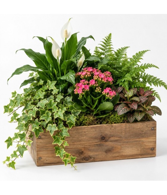 Centro de plantas naturales en caja de madera · Mediano