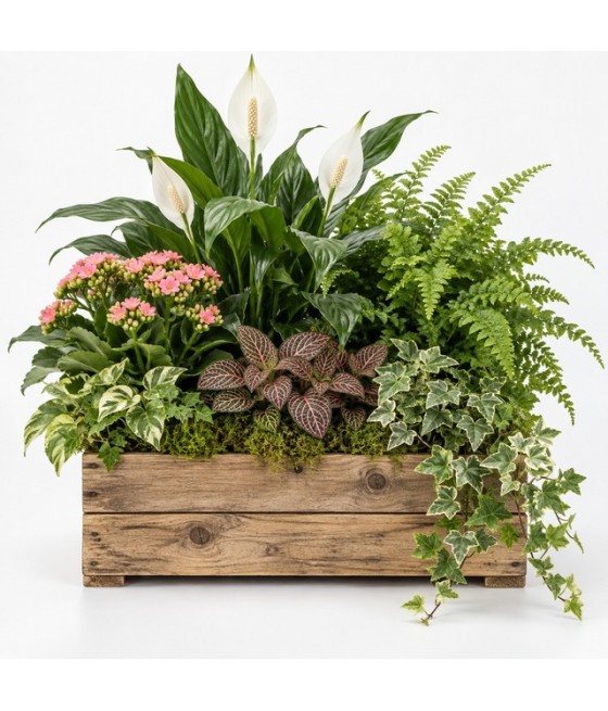 Centro de plantas naturales en caja de madera · Grande