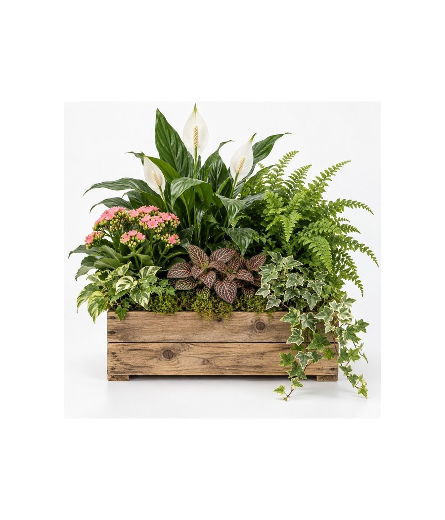 Centro de plantas naturales en caja de madera · Grande