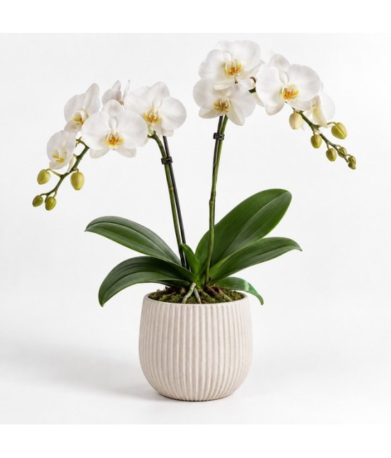 Orquídea