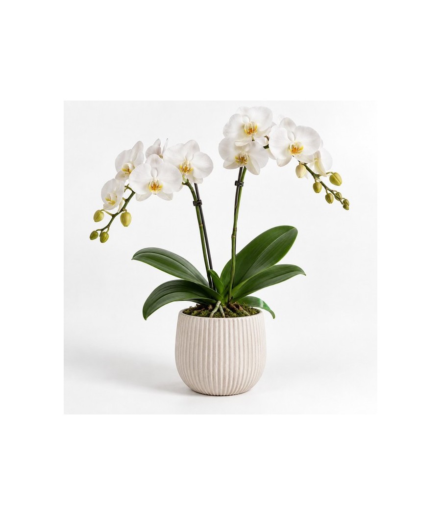 Orquídea