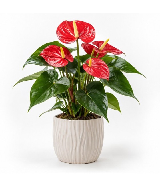Anthurium