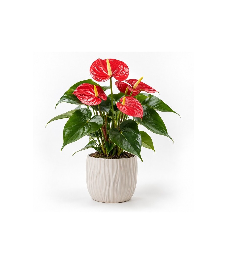 Anthurium
