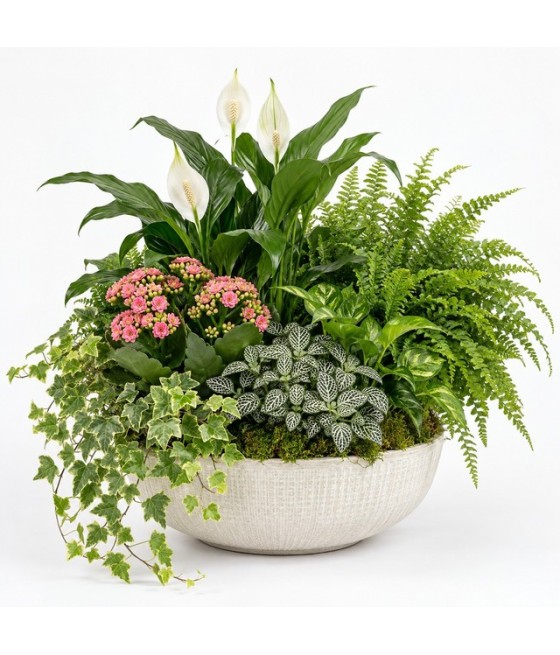 Centro de plantas · Grande