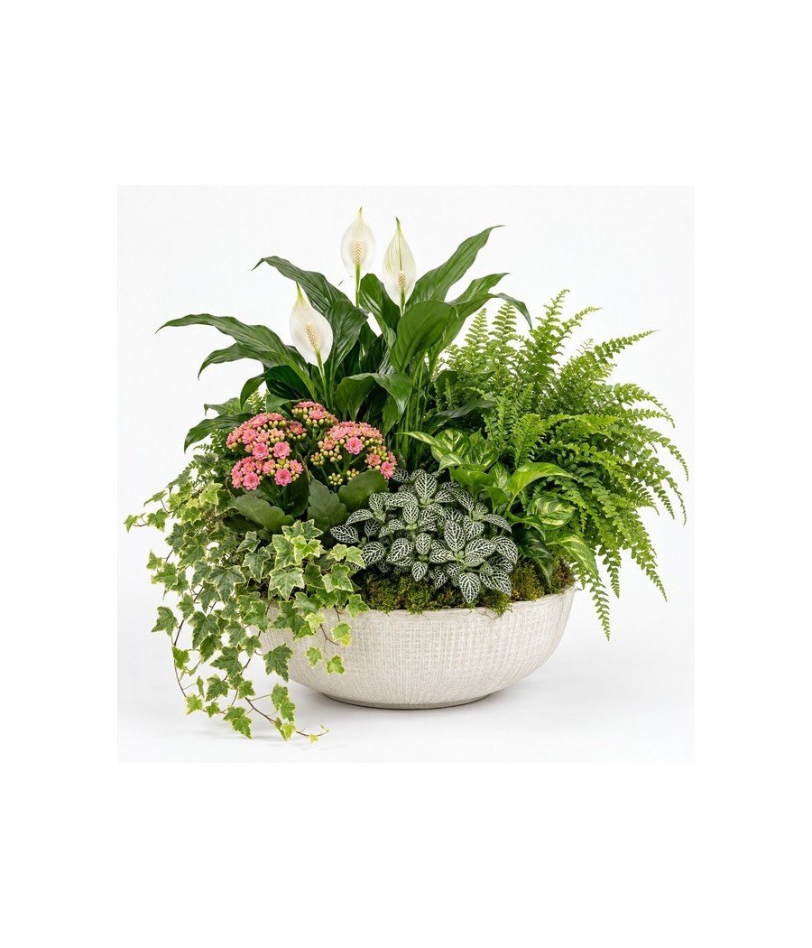Centro de plantas · Grande