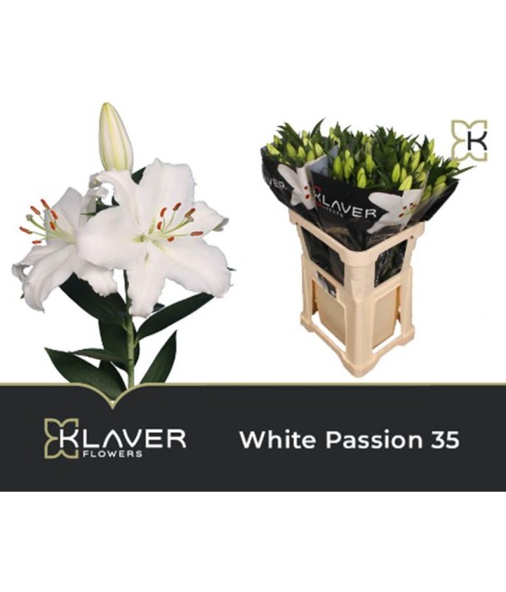 Lily or White Passion