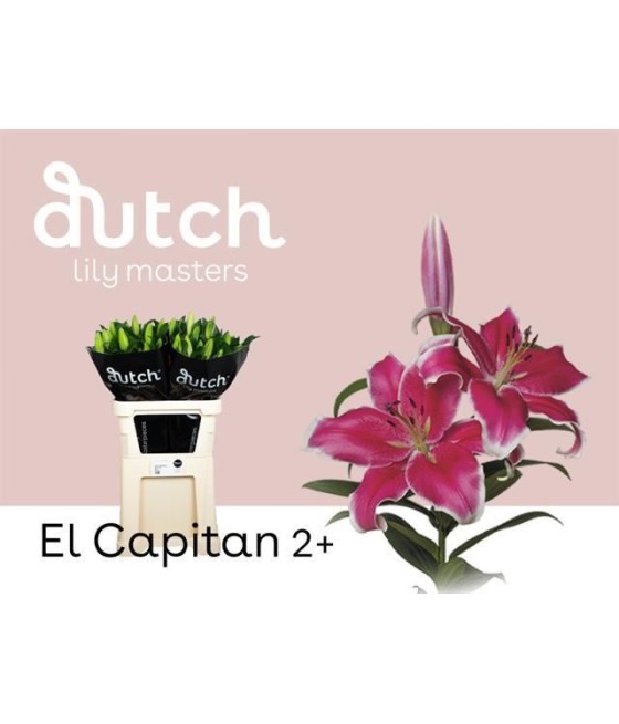 Lily or. El Capitan
