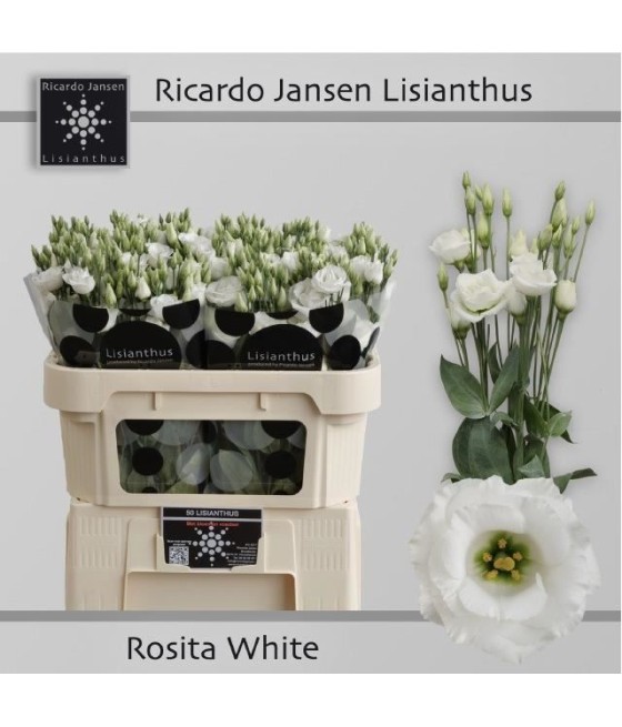 Lisianthus doub. Rosita White