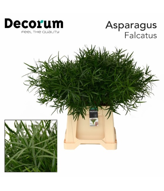 Asparagus Falcatus