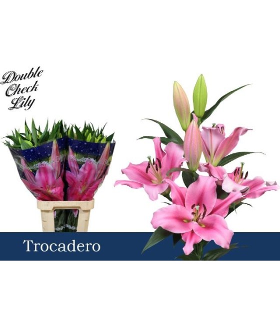 Lily or. Trocadero