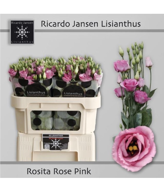 Lisianthus doub. Rosita Pink